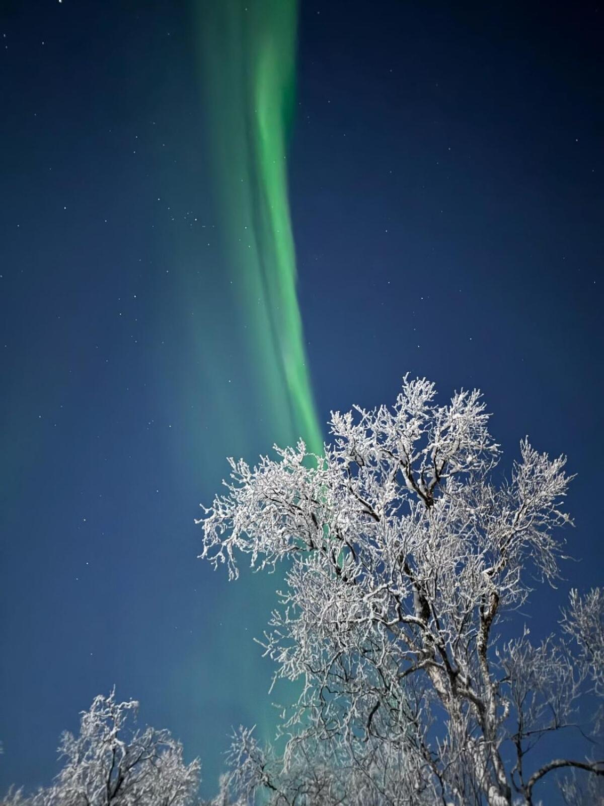 Trivelig Hytte I Senja. Exteriör bild